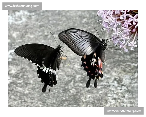 破茧成蝶：在磕碰中淬炼生命的韧性